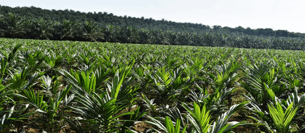 Government Pays Over UGX 24 Billion to Project-Affected Persons Under National Oil Palm Project